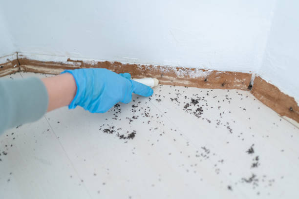 Best Termite Control Services  in Olmsted Falls, OH